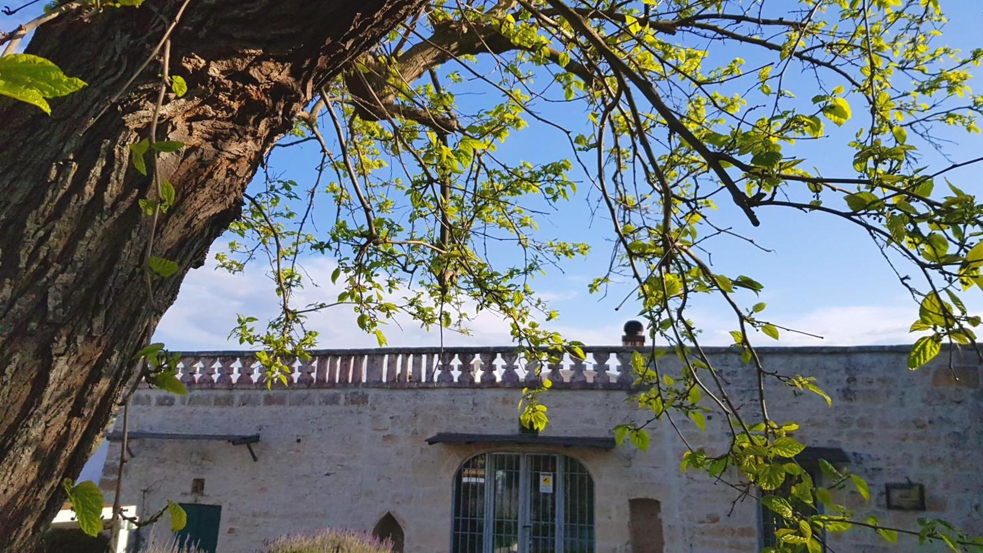 Podere Del Gelso Bianco, Vacation Rental オストゥーニ エクステリア 写真